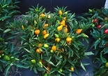 File:Compact orange pepper plants.jpg - Wikipedia