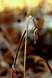 A Bruised Reed | You will not despise | truds09 | Flickr