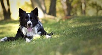Fosters of BlissWood Ranch :: A Border Collie Rescue in East Texas
