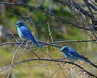 MOUNTAIN BLUEBIRDS - South Okanagan Naturalists' Club