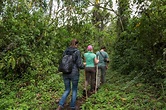 Turistas y transportistas dentro de la selva tropical — Foto editorial ...