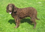 American Water Spaniel - Puppies, Rescue, Pictures, Information ...