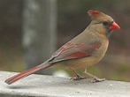 File:Northern Cardinal Female-27527.jpg