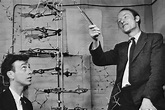 Francis Crick and James Watson with a model of the double helix ...