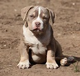 American Bully Puppy | American bully, Small dog breeds, American bully ...