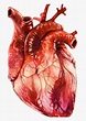 Realistic Download Free With - Realistic Human Heart Drawing, HD Png ...