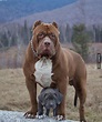 巨型比特犬图片,900斤高加索犬,巨型比熊犬图片_大山谷图库