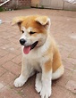 Japanese akita inu puppy male 10 weeks old | in Sherwood ...