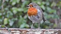 Robin Bird Chirping and Singing - Song of Robin Red Breast Birds ...