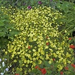 Coreopsis, Moonbeam (Tickseed) - TheTreeFarm.com