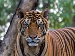 The Wildlife of Chitwan National Park - Animals Network