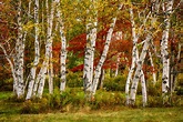 White Birch | Photos of Vermont