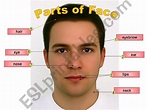 ESL - English PowerPoints: Parts of Face