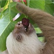 What Do Two-Toed Sloths Eat? The Diet Decoded! - Animal Hype