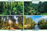 14 tipos de bosques - Guía completa