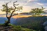 Der knorrige Baum am Creux du Van bei Sonnenaufgang, Jura, Schweiz Foto ...