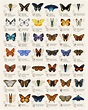 Butterfly Identification Chart on Behance