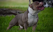 BEST OF THE TRI COLOR AMERICAN BULLY | AMAZING POCKET BULLIES | by ...