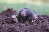 Mole (Animal) - Facts, Pictures, Diet, Character, Behavior, Information ...