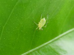 蚜蟲 | 有機農業全球資訊網