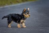 Yorkshire Terrier Charakter, Haltung, Erziehung und Pflege