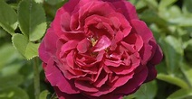 Duke of Edinburgh | Rose, rot, 60-120cm (1868, G. Paul) | Rosa 'Duke of ...