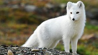 Arctic fox (Vulpes lagopus ) [1920x1080] : AnimalPorn