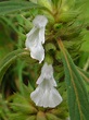 Leucas aspera - Lamiaceae - Vicipaedia Image Types, Google Images ...
