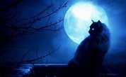 gatto nero luna - Cerca con Google | Gato luna, Gatos, Gato de miedo