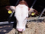 Wythenshawe community farm eine pädagogische farm mit sitz in ...