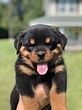 Louisiana Rottweiler Puppies For Sale - Mississippi Rottweilers