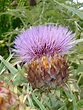 Scottish Thistle Free Photo Download | FreeImages