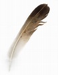 Bird Feather Free Stock Photo - Public Domain Pictures