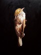 Jeremy Geddes painting | Painting, Animals, Geddes