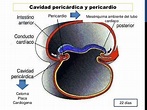 Desarrollo normal del celoma. embriología y genetica. umsa. dr. igor
