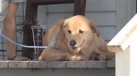 Yellow Lab Who Went Missing Walked 57 Miles To Her Old Home - Great ...