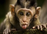 Funny Monkey Wallpaper - WallpaperSafari