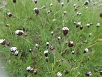Florestina purpurea · iNaturalist