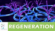 Regeneration - YouTube