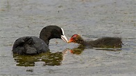 CARTA DELLE SPECIE ORNITICHE - Riserva Naturale Oasi WWF Cratere degli ...