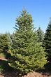 Frasier Fir Christmas Tree - Online Christmas Trees for Sale