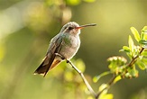How to Photograph Hummingbirds | Nikon
