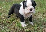 Miniature English Bulldog Puppies For Sale | Houston, TX #259356