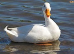 The meaning and symbolism of the word - «Duck»