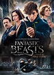 Fantastic Beasts and Where To Find Them DVD | Zavvi