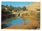 Africa Tunisia Gabes The Oasis Vintage 4X6 Societe Carthage Postcard