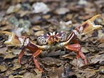 Granchio nero di Providencia, un raro crostaceo dei boschi - inNaturale