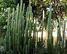 Cactus San Pedro - EcuRed