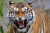 unique animals blog: Angry Tiger Face Pictures