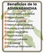 Ashwagandha: propiedades y contraindicaciones - Vida Potencial